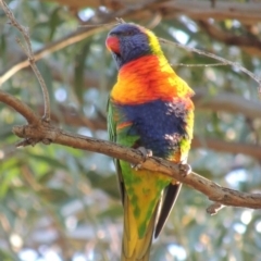 Trichoglossus moluccanus (Rainbow Lorikeet) at Conder, ACT - 4 Apr 2016 by MichaelBedingfield