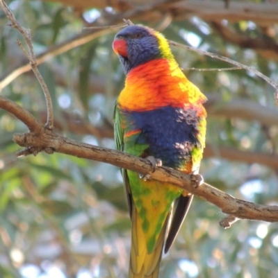 Trichoglossus moluccanus (Rainbow Lorikeet) at Conder, ACT - 4 Apr 2016 by MichaelBedingfield