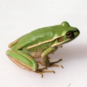 Litoria aurea at Durran Durra, NSW - 3 Dec 1975