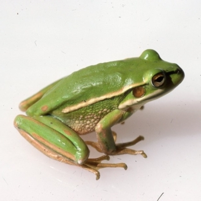 Litoria aurea (Green and Golden Bell Frog) at Durran Durra, NSW - 3 Dec 1975 by wombey