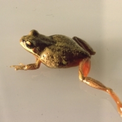 Litoria verreauxii verreauxii at Back Creek, NSW - 29 Jan 1976 12:00 AM