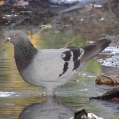 Columba livia (Rock Dove (Feral Pigeon)) at Theodore, ACT - 2 Apr 2016 by MichaelBedingfield