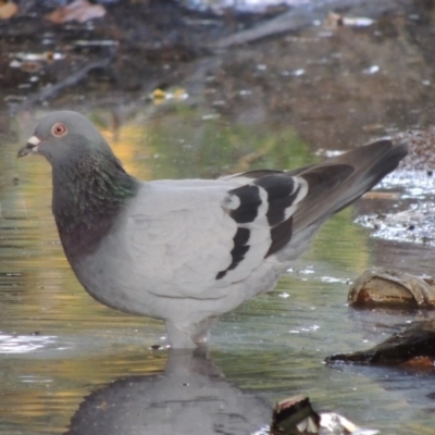 Columba livia (Rock Dove (Feral Pigeon)) at Theodore, ACT - 2 Apr 2016 by MichaelBedingfield