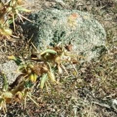 Xanthium spinosum at Isaacs Ridge - 3 Apr 2016