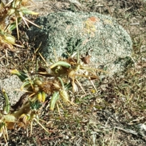 Xanthium spinosum at Isaacs Ridge - 3 Apr 2016 03:19 PM