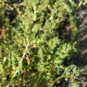 Dysphania pumilio at Isaacs Ridge - 3 Apr 2016