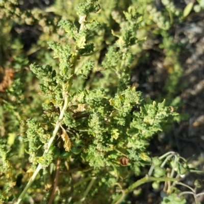 Dysphania pumilio (Small Crumbweed) at Isaacs, ACT - 3 Apr 2016 by Mike