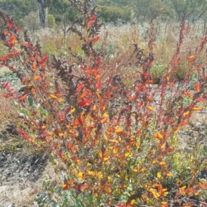 Chenopodium album at Isaacs, ACT - 3 Apr 2016