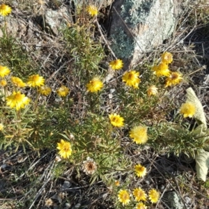 Xerochrysum viscosum at Isaacs Ridge - 3 Apr 2016 02:57 PM