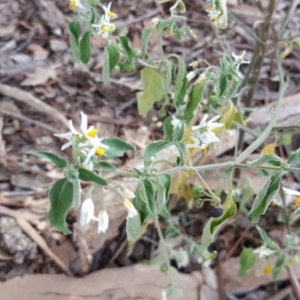 Solanum chenopodioides at Jerrabomberra, ACT - 3 Apr 2016 01:16 PM