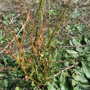 Rumex brownii at Symonston, ACT - 3 Apr 2016 12:43 PM