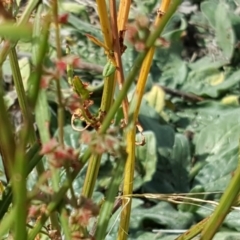 Rumex brownii at Symonston, ACT - 3 Apr 2016 12:43 PM