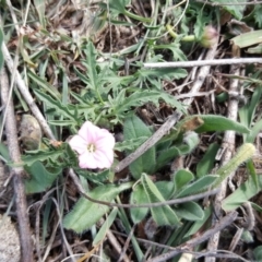 Convolvulus angustissimus subsp. angustissimus (Australian Bindweed) at Isaacs Ridge - 3 Apr 2016 by Mike