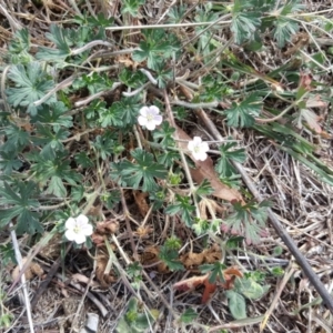 Geranium potentilloides at Symonston, ACT - 3 Apr 2016