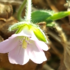 Geranium potentilloides at Symonston, ACT - 3 Apr 2016