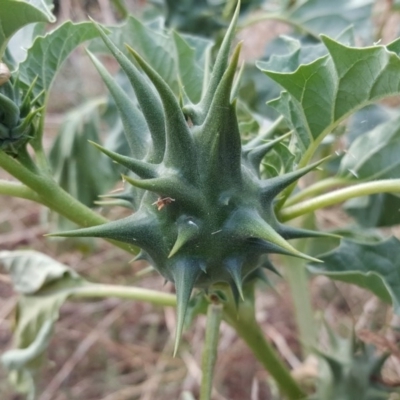 Datura ferox (Fierce Thornapple, Longspine Thornapple) at Symonston, ACT - 3 Apr 2016 by Mike