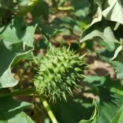 Datura stramonium (Common Thornapple) at Symonston, ACT - 3 Apr 2016 by Mike