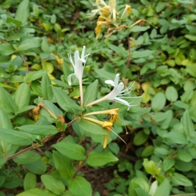 Lonicera japonica (Japanese Honeysuckle) at Isaacs, ACT - 3 Apr 2016 by Mike