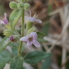 Mentha diemenica (Wild Mint, Slender Mint) at Isaacs, ACT - 3 Apr 2016 by Mike