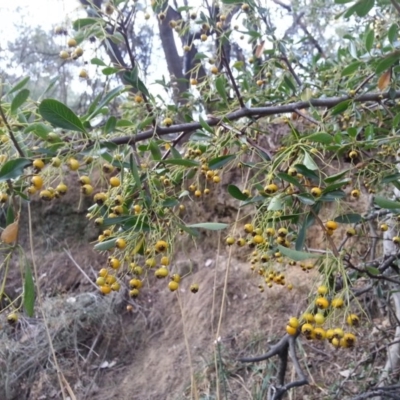 Pyracantha fortuneana (Firethorn) at Watson, ACT - 4 Apr 2016 by waltraud