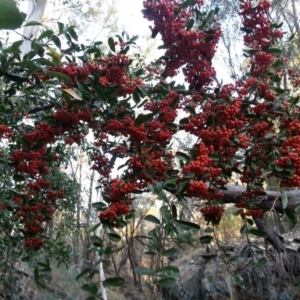 Pyracantha fortuneana at Watson, ACT - 4 Apr 2016 05:18 PM