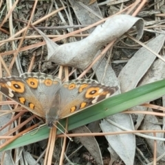 Junonia villida (Meadow Argus) at Isaacs, ACT - 3 Jan 2016 by Mike