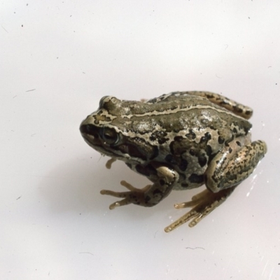 Litoria verreauxii verreauxii (Whistling Tree-frog) at Kosciuszko National Park, NSW - 27 Dec 1975 by wombey