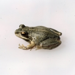Litoria verreauxii verreauxii (Whistling Tree-frog) at Kosciuszko National Park, NSW - 27 Dec 1975 by wombey
