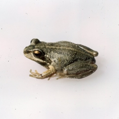 Litoria verreauxii verreauxii (Whistling Tree-frog) at Kosciuszko National Park, NSW - 27 Dec 1975 by wombey