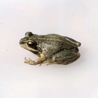 Litoria verreauxii verreauxii (Whistling Tree-frog) at Kosciuszko National Park - 26 Dec 1975 by wombey