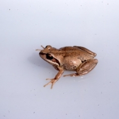 Litoria verreauxii verreauxii (Whistling Tree-frog) at Warri, NSW - 2 Dec 1975 by wombey