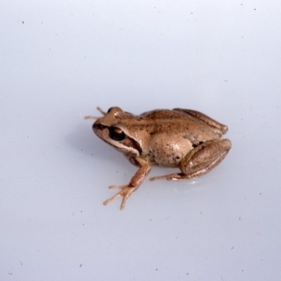 Litoria verreauxii verreauxii (Whistling Tree-frog) at Warri, NSW - 2 Dec 1975 by wombey