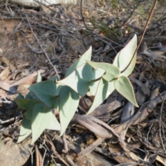 Veronica perfoliata (Digger's Speedwell) at Point 5807 - 23 Mar 2016 by Ryl