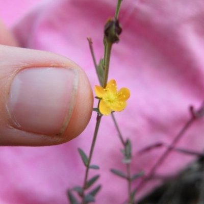 Hypericum gramineum (Small St Johns Wort) at Acton, ACT - 23 Mar 2016 by Ryl