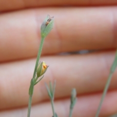 Hypericum gramineum at Point 5807 - 24 Mar 2016