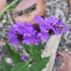 Verbena rigida (Veined Verbena) at Yellow Pinch, NSW - 3 Apr 2016 by RyuCallaway