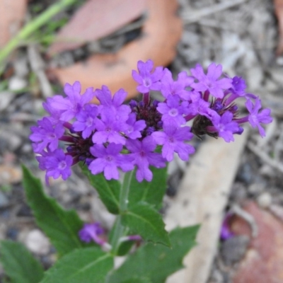 Verbena rigida (Veined Verbena) at Yellow Pinch, NSW - 3 Apr 2016 by RyuCallaway