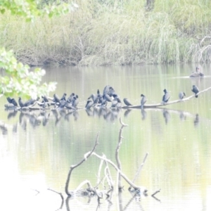 Phalacrocorax sulcirostris at Fyshwick, ACT - 2 Apr 2016 10:05 AM