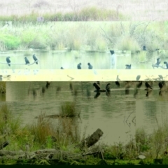 Phalacrocorax sulcirostris at Fyshwick, ACT - 2 Apr 2016 10:05 AM