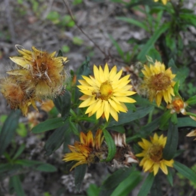 Xerochrysum bracteatum (Golden Everlasting) at Yellow Pinch, NSW - 3 Apr 2016 by RyuCallaway