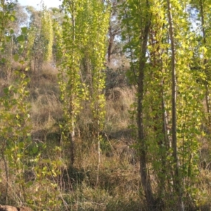 Populus nigra at Theodore, ACT - 2 Apr 2016