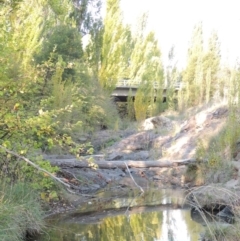 Populus nigra at Theodore, ACT - 2 Apr 2016