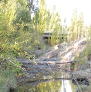 Populus nigra at Theodore, ACT - 2 Apr 2016