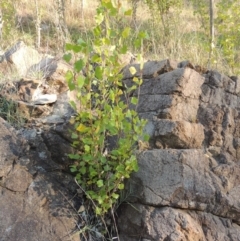 Populus nigra at Theodore, ACT - 2 Apr 2016