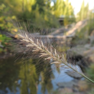 Cenchrus purpurascens (Swamp Foxtail) at Tuggeranong Hill - 2 Apr 2016 by michaelb