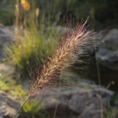 Cenchrus purpurascens (Swamp Foxtail) at Theodore, ACT - 2 Apr 2016 by michaelb