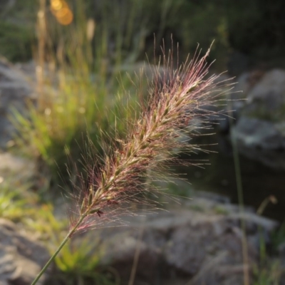 Cenchrus purpurascens (Swamp Foxtail) at Theodore, ACT - 2 Apr 2016 by michaelb