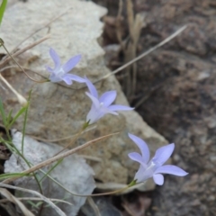 Wahlenbergia capillaris (Tufted Bluebell) at Tuggeranong Hill - 2 Apr 2016 by michaelb