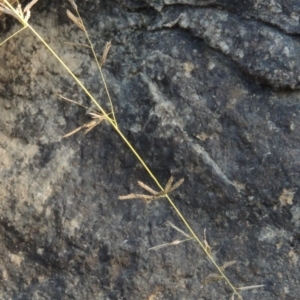 Eragrostis brownii at Theodore, ACT - 2 Apr 2016