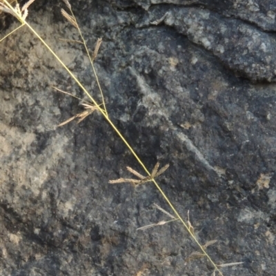 Eragrostis brownii (Common Love Grass) at Theodore, ACT - 2 Apr 2016 by michaelb